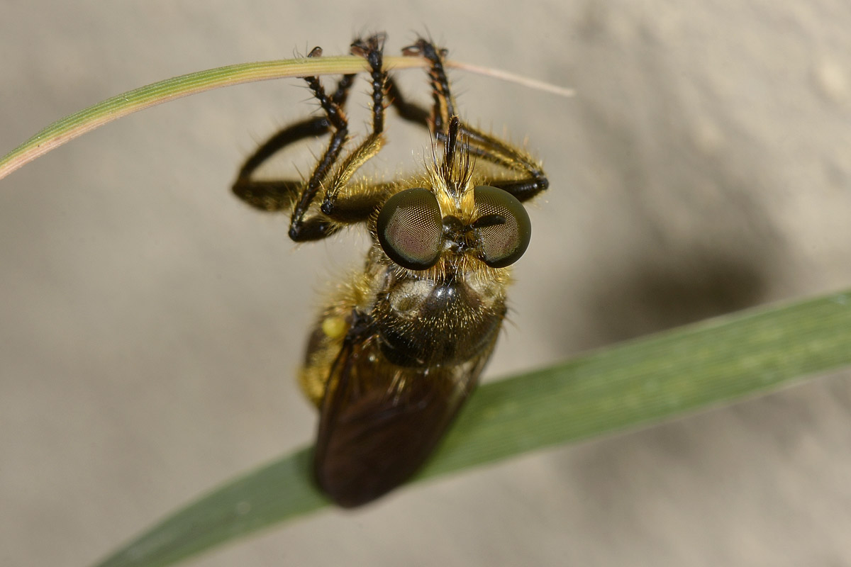 Choerades sp.